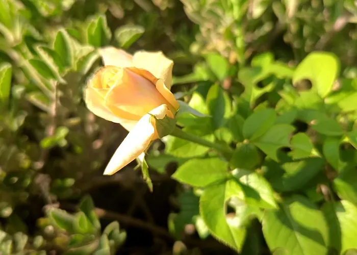 Um Da Casa Do Monte Adega Διαμέρισμα *