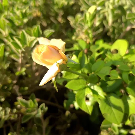 Um Da Casa Do Monte Adega Apartamento *